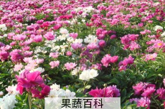 芍药花泡水喝的功效与副作用