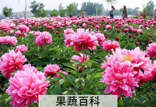 芍药花泡水喝的功效与副作用