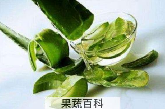  芦荟汁液的功效与作用 
