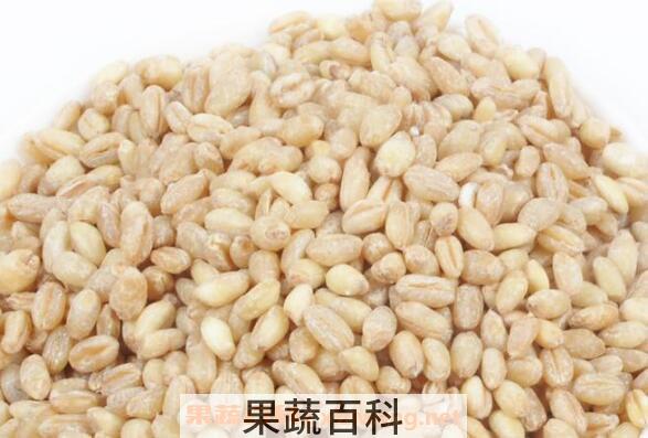 炒麦仁的功效与作用
