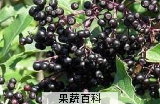 接骨木莓的十大好处