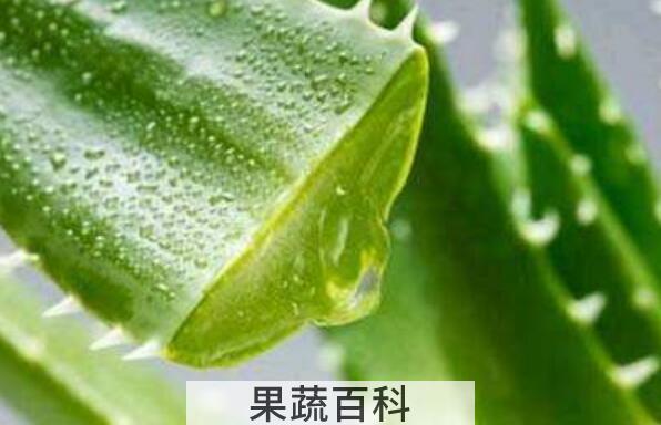 新鲜芦荟涂脸的功效与作用
