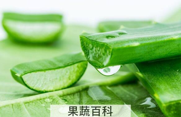 芦荟灌肤的好处和坏处