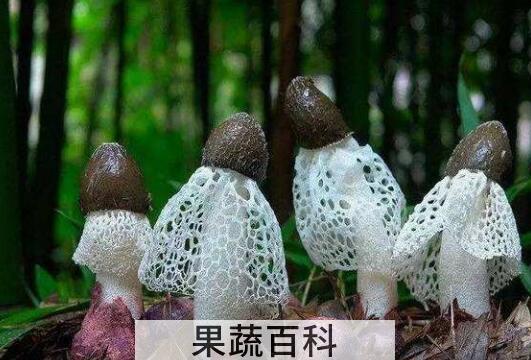 竹荪的功效与作用 竹荪的禁忌