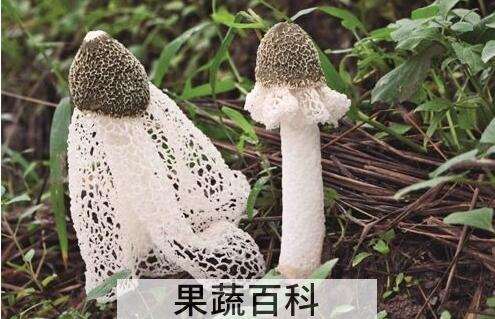 竹荪的功效与作用 竹荪的禁忌