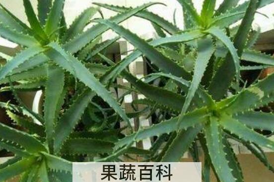 生吃龙爪的功效与作用 生吃龙爪的坏处和好处