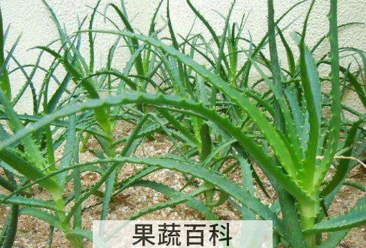 生吃龙爪的功效与作用 生吃龙爪的坏处和好处