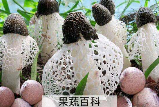 竹荪怎么吃好 竹荪的食用方法