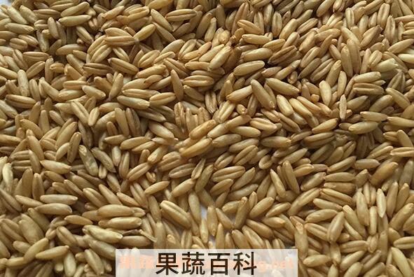 燕麦米的功效与作用