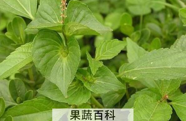 铁苋菜的功效与作用及禁忌
