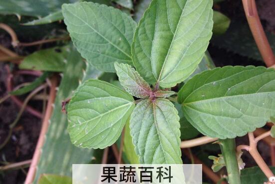 铁苋菜的功效与作用及禁忌