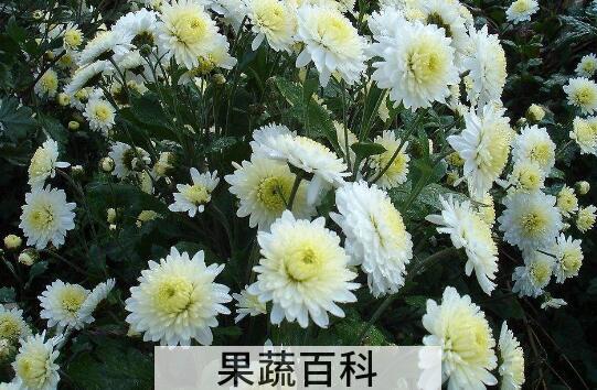 滁州贡菊和滁菊的区别 滁州贡菊的功效