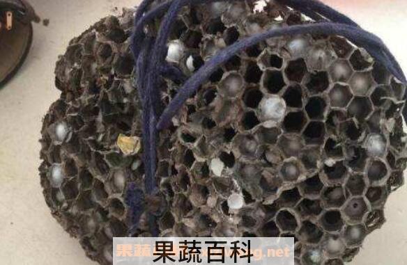 干野蜂窝的作用与功效及药用价值