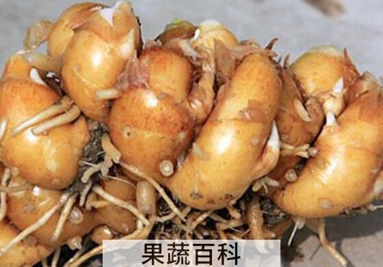 沙姜怎么腌制好吃 腌制沙姜的做法教程