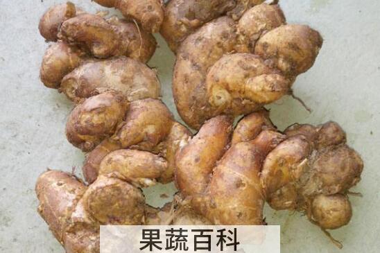 新鲜沙姜怎么吃 沙姜如何食用