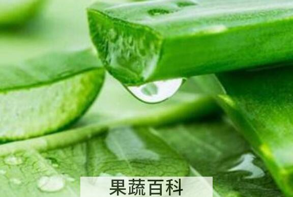 芦荟减肥如何用 芦荟减肥的使用方法