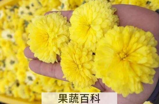 玲珑菊的功效与作用 