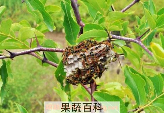  野生蜂窝的功效与作用