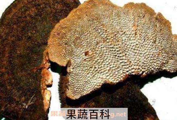 干马蜂窝的作用与功效
