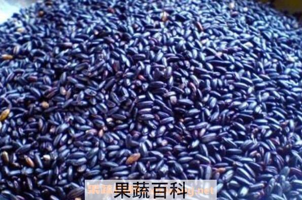 紫米怎么吃 紫米的食用方法