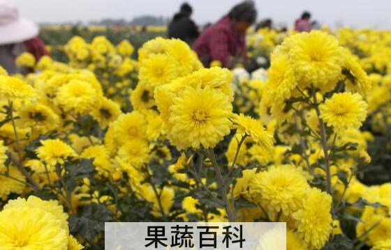 元芙菊和怀菊花有什么区别 元芙菊的功效与作用