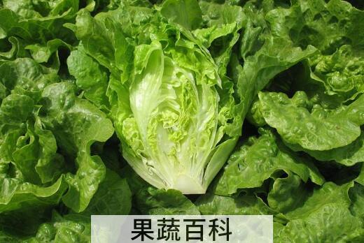 生菜怎么洗才没有寄生虫
