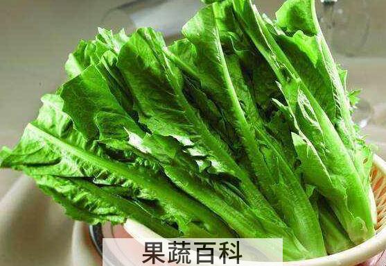 油麦菜的功效与作用