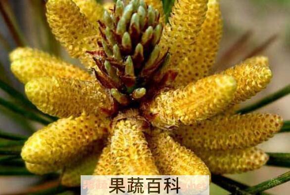 松花粉的功效与作用 松花粉怎么吃好