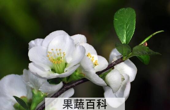 白梅花的药用价值 白梅花的禁忌