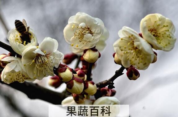 白梅花的药用价值 白梅花的禁忌