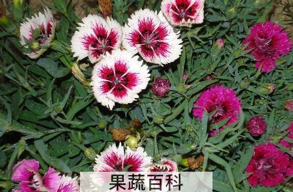 山竹花和石竹花的区别 山竹花怎么养