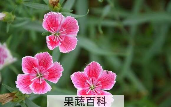山竹花和石竹花的区别 山竹花怎么养