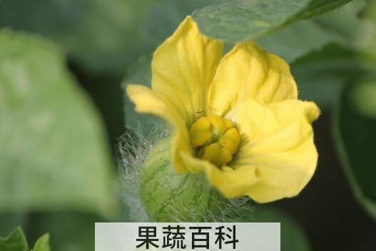 西瓜花的功效与作用