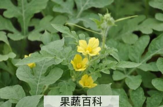 西瓜花的功效与作用
