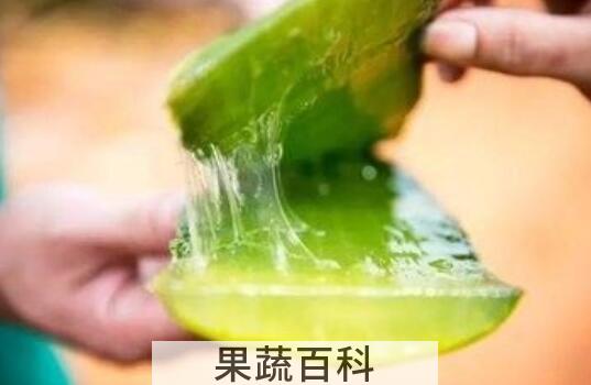 芦荟灌肤的详细流程 芦荟灌肤对皮肤的伤害