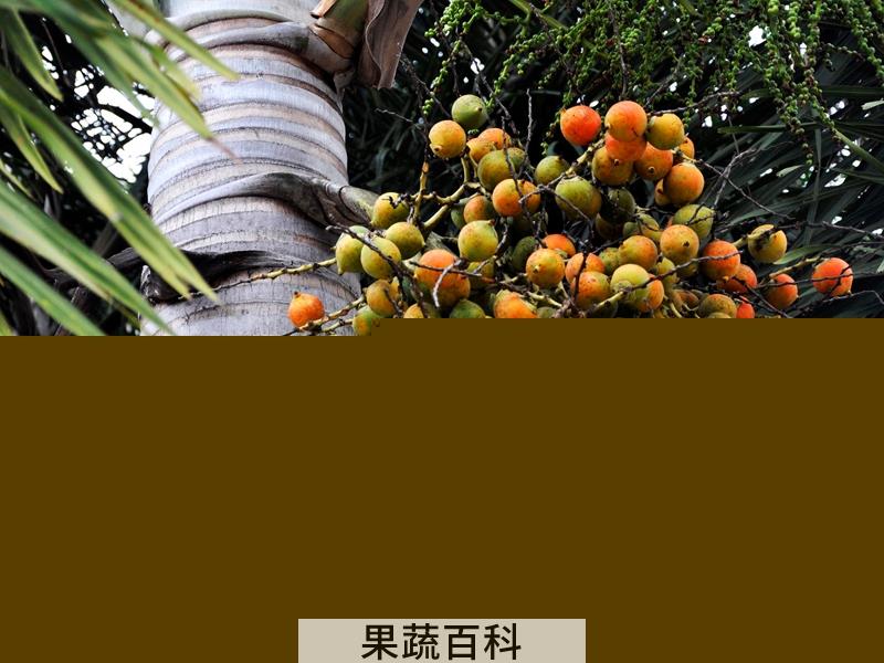 果蔬百科槟榔