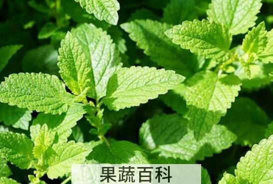 薄荷叶的功效与作用 吃薄荷叶的好处有哪些