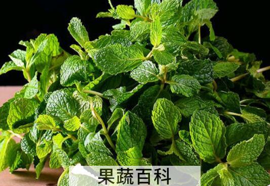 薄荷叶的功效与作用 吃薄荷叶的好处有哪些