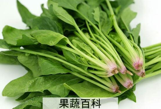 菠菜不能和什么一起吃 吃菠菜的禁忌有哪些
