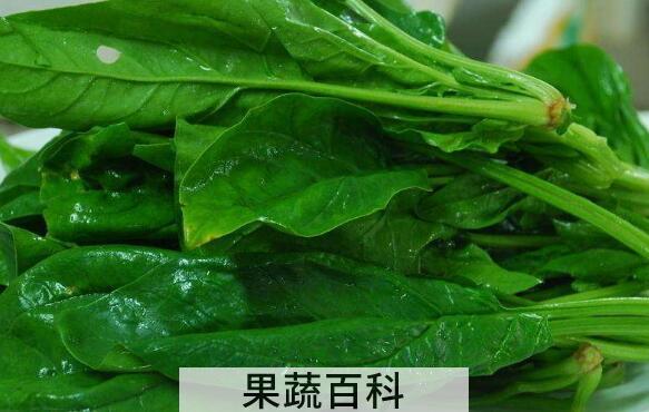 菠菜不能和什么一起吃 吃菠菜的禁忌有哪些