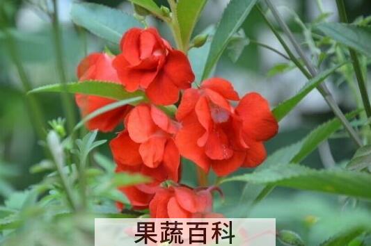 指甲花的功效与作用 指甲花的副作用