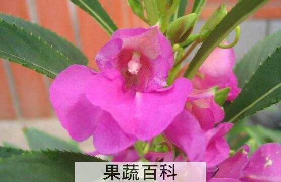 凤仙花的功效与作用及禁忌
