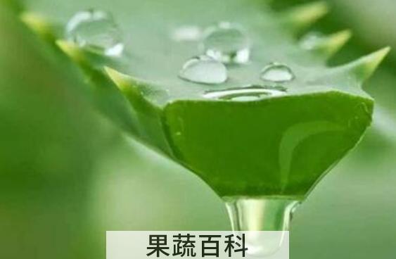 新鲜芦荟涂脸正确方法 新鲜芦荟涂脸坏处