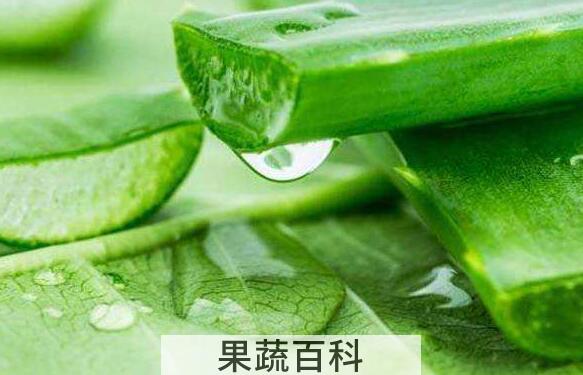 新鲜芦荟涂脸正确方法 新鲜芦荟涂脸坏处