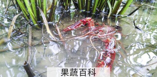 虾能跟柿子一块吃吗