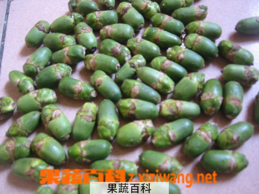果蔬百科槟榔