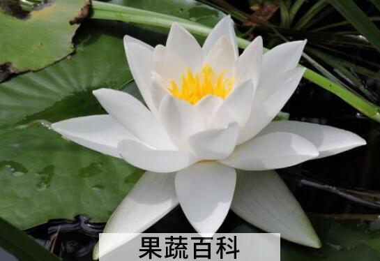 水百合的功效与作用及禁忌