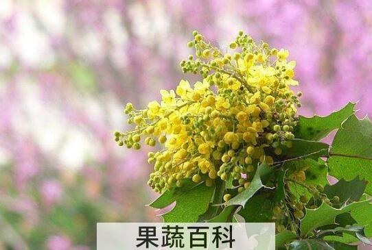 葡萄花的功效与作用 吃葡萄的功效与作用