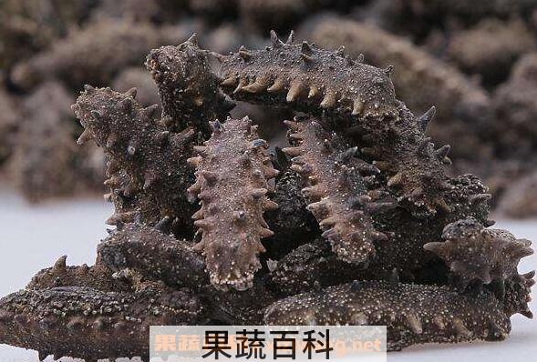 野生海参的营养价值与功效