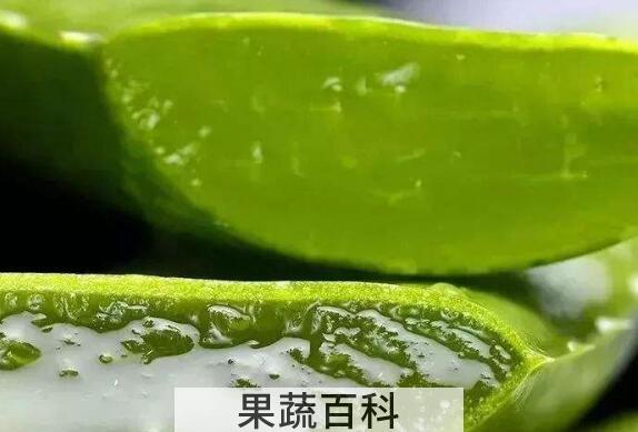 长期抹芦荟胶对脸好吗 芦荟胶用久了脸会变黑是真的吗